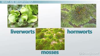 Bryophytes | Definition, Characteristics & Types - Lesson | Study.com