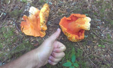 PNW lobster mushroom season - Mushroom Hunting and Identification ...