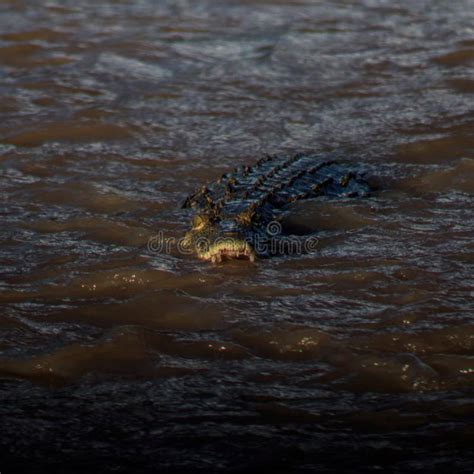 Nile crocodile in ambush stock image. Image of africa - 19511601