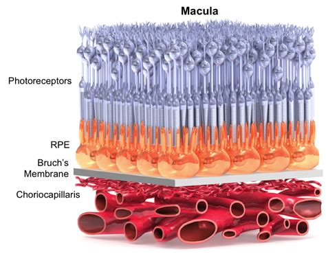 Learn | Science Of AMD