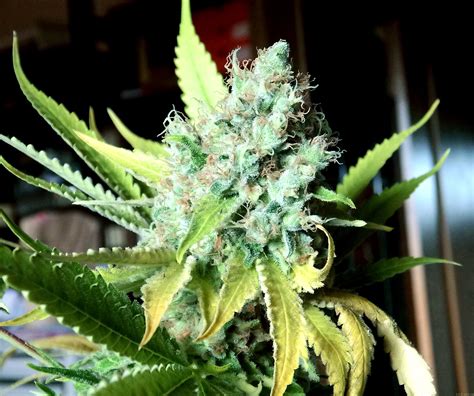 Strain-Galerie: Critical (Royal Queen Seeds) PIC #22081769730231322 von ...