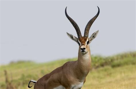 Grant's gazelle - Alchetron, The Free Social Encyclopedia