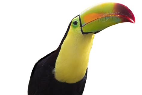 Download Toucan, Bird, Beak. Royalty-Free Stock Illustration Image ...