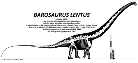 Barosaurus lentus AMNH FR 6341 Skeletal by GunnarBivens on DeviantArt