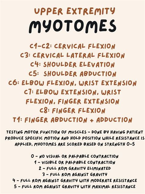 Upper Extremity Myotome Testing | Physical therapy student, Physical ...