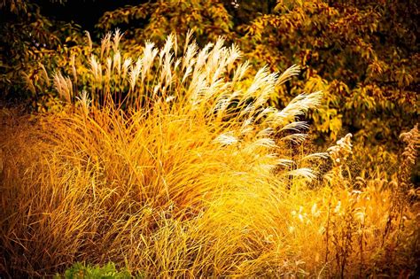 Ornamental grasses shine during the autumn season | Ornamental grasses ...