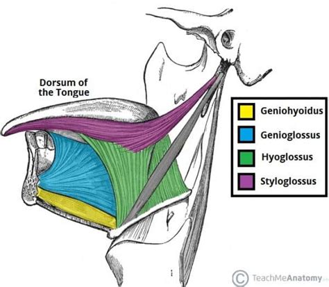 Hyoglossus - Actions - Attachments -TeachMeAnatomy