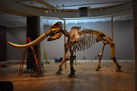 A 14,000-Year-Old Mastodon Will Stand Tall At The Smithsonian American ...