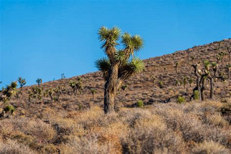 The Traveling Gardener: California Desert — Earth Witch Gardening