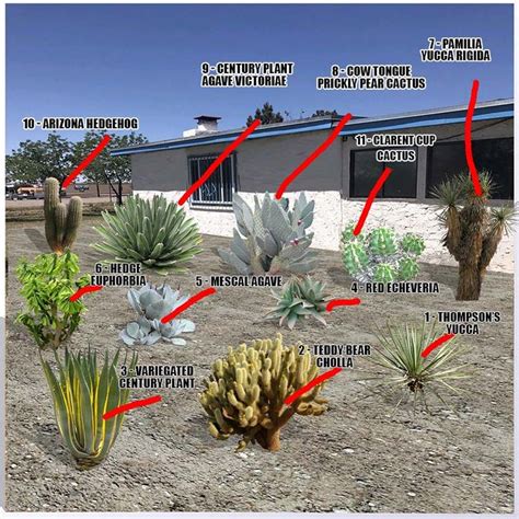 Desert Plants Names and Pictures - Guzman's Greenhouse | Desert plants ...