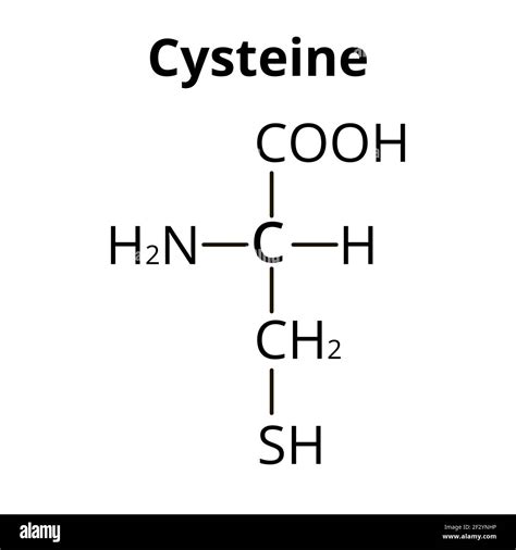 The amino acid Cysteine. Chemical molecular formula Cysteine amino acid ...