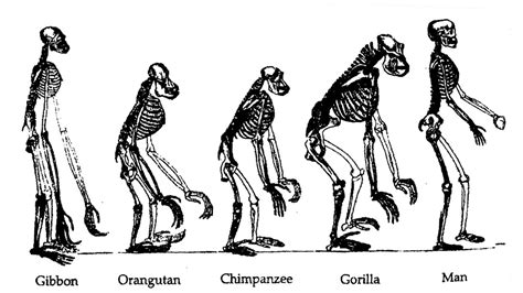 Why Is Evolution Still Debated? | Science-ology