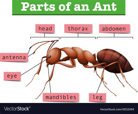 Diagram showing parts of ant. Download a Free Preview or High Quality ...