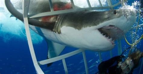 Why I Won’t Go Shark Cage Diving | PADI AWARE