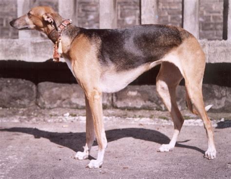 The Polish Greyhound - The Academic Hound