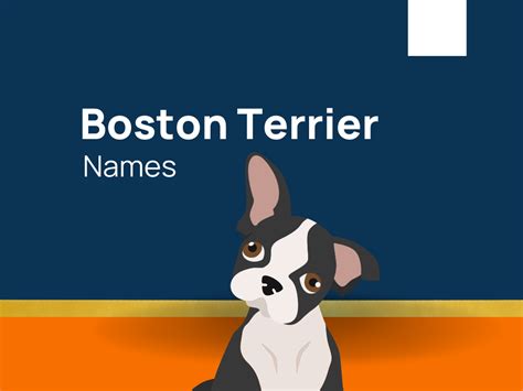 1040+ Boston Terrier Names That Are Doggone Awesome! (+Generator)