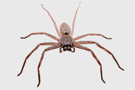 File:Huntsman spider grey bg04.jpg - Wikimedia Commons