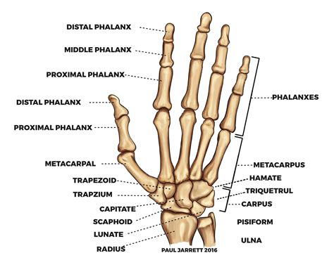 Hand & Wrist Anatomy - Dr Paul Jarrett