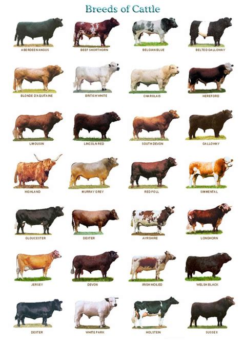 Buy Common Breeds of Beef and Dairy Cows 20inch x13inch Fabric Online ...