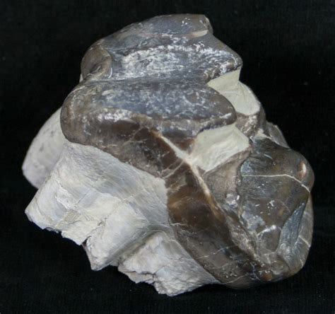 Fossil Brontotherium (Titanothere) Molar - South Dakota (#8854) For ...