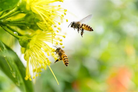 Bees Help Garden Flowers | Here’s How