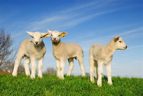 Baby Sheep Wallpapers - Wallpaper Cave