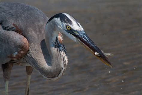 Five Great Lakes Species Facing a New Threat from Big Oil : The ...