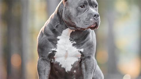 About the breed | Complete Bullies - Elite XL American Bully kennel