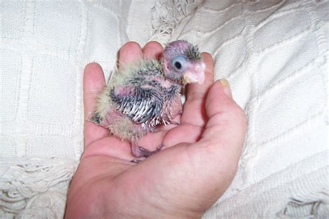 Free photo: A bird in hand - Animals, Birds, Bspo06 - Free Download ...