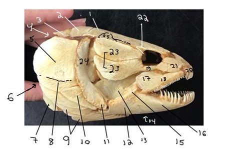 Comparative Anatomy Bowfin Skull Flashcards | Quizlet