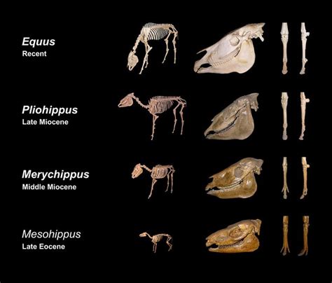 Evolution of the Horse | Paleontology World