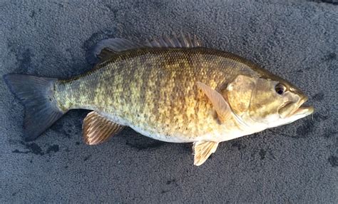 Species #13 — Smallmouth Bass – CaughtOvgard