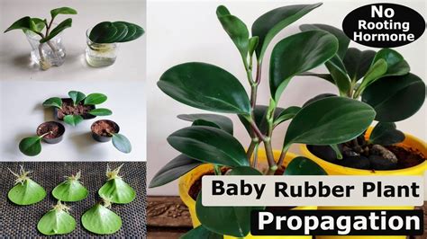 3 Easy Ways to Propagate Your Baby Rubber Plant (Peperomia obtusifolia ...