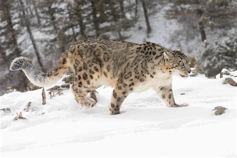 8 Demystifying Facts About the Snow Leopard