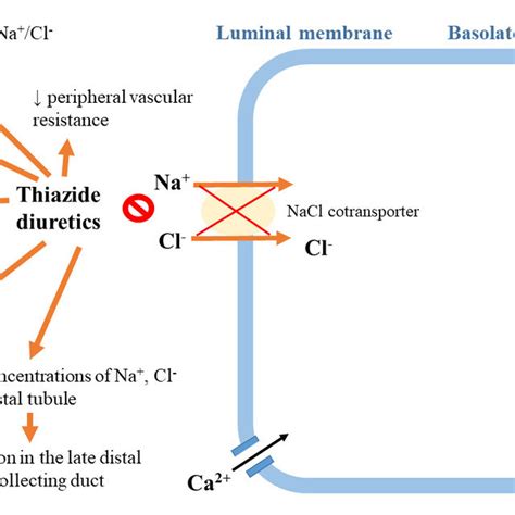 Effects of action of thiazide diuretics. | Download Scientific Diagram