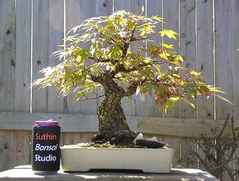 So Many Great Bonsai Offered in One Place at One Time | Bonsai Bark