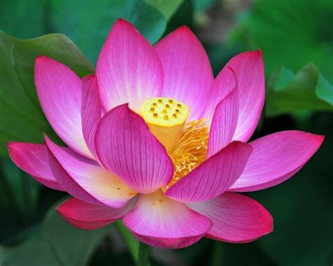 National Flower of India -- Lotus, Quick Facts.