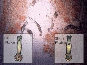 Skin and Gill Flukes | Koi Parasites & Diseases