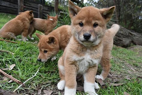 Meet 5 new dingo puppies born at the Australian Reptile Park ...