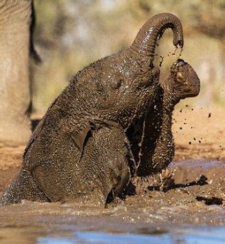 Top 10 Dirty Animals Covered in Mud – Top 10 of Anything and Everything