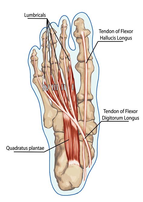 flexor hallucis longus tendon pain