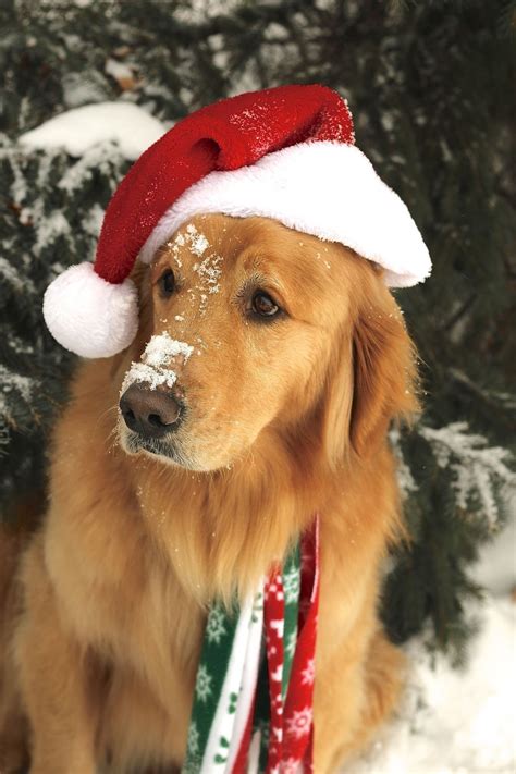 Pin by S. Rose`💞 on Ho ho ho....... | Dog christmas photos, Dog ...