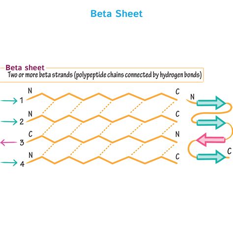 Protein Secondary Structure Alpha Helix And Beta Sheet