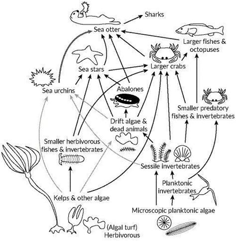 The following illustration shows a food web for a kelp forest off of ...