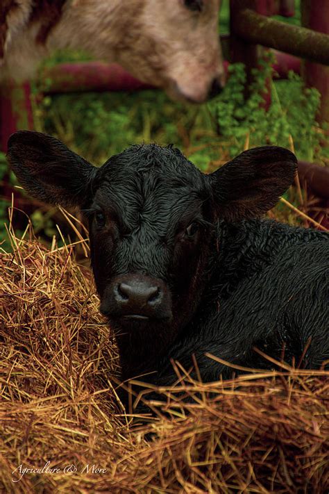 Black Angus calf Photograph by Luke Russel - Pixels