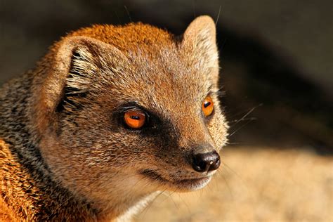 Download Animal Mongoose HD Wallpaper