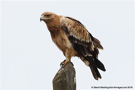 David Hastings' Bird & Insect Images - Spanish Imperial Eagle (Aquila ...