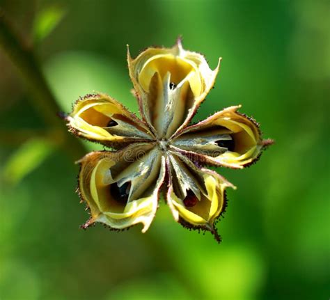 Photo of Flower Seeds Burning Bush Stock Photo - Image of summer ...