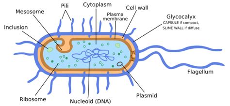 Microorganisms : Friend and Foe Class 8 NCERT Notes - CBSE Class Notes ...