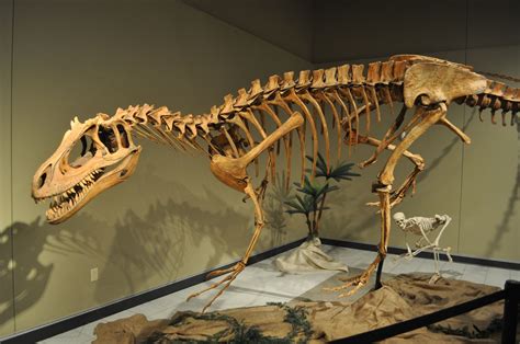 Image - Deltadromeus skeleton.jpg | Dinopedia | FANDOM powered by Wikia